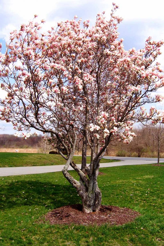 A stunning magnolia with large, fragrant flowers