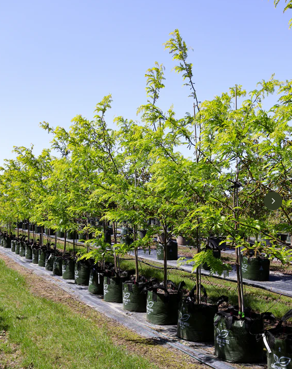 A beautiful, dappled shade tree