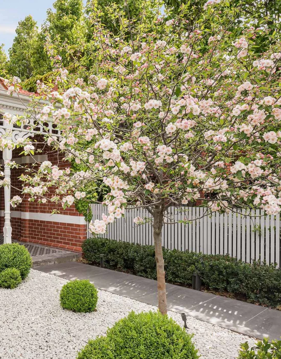 A flowering crabapple that bursts into soft pink blossoms