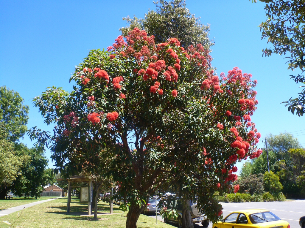 Vibrant red blossoms and great for wildlife