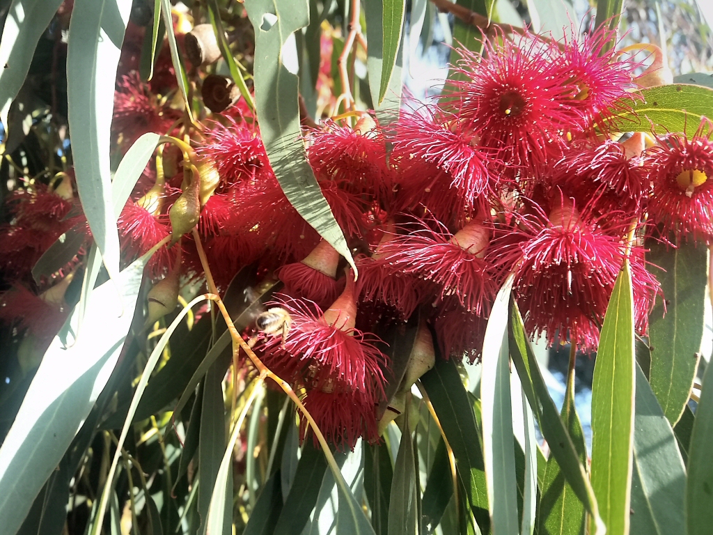 A compact eucalyptus perfect for urban spaces