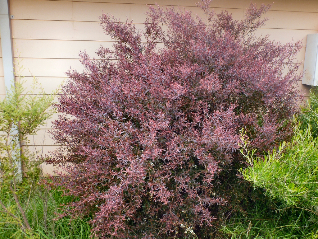  A hardy tea tree with deep burgundy foliage